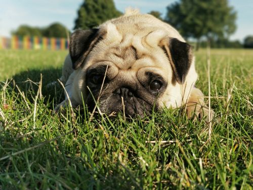 pug pugs dog