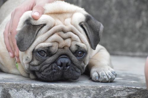 pug doggy innocence