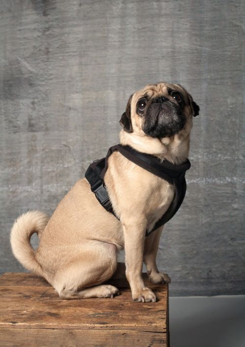 pug dog cute