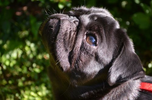 pug dog black