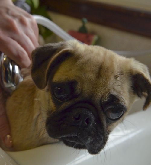 pug bath puppy