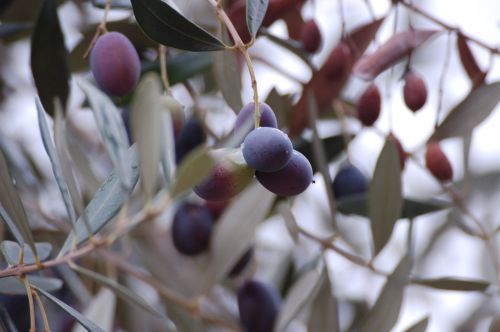 puglia olives harvesting olives