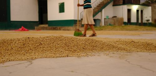 pulped natural semi-dry honey process coffee