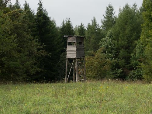 pulpit forest meadow