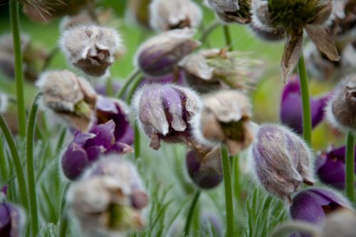 pulsatilla flora flower