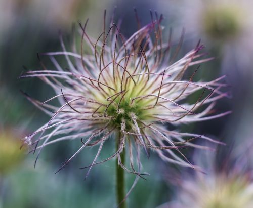 pulsatilla anemone flower