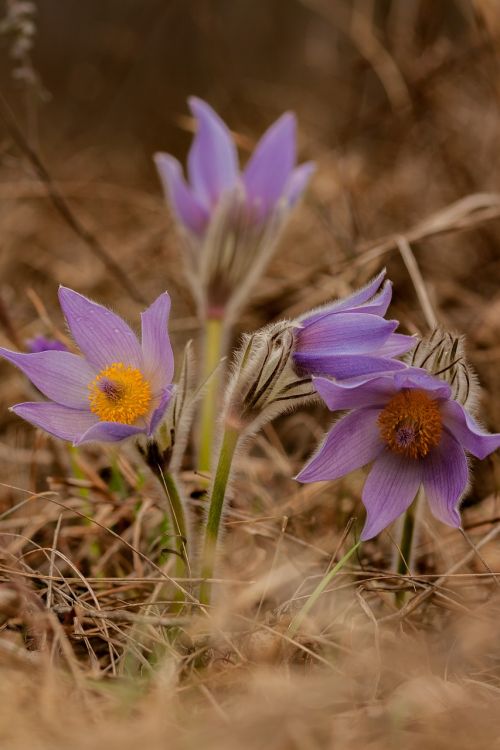 pulsatilla grandis flower spring