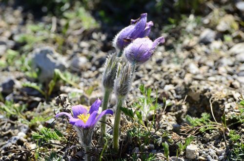 pulsatilla grandis large kitchen clamp spring