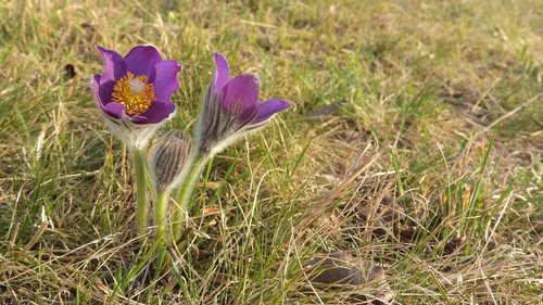 pulsatilla patens  pasque flower  české středohoří