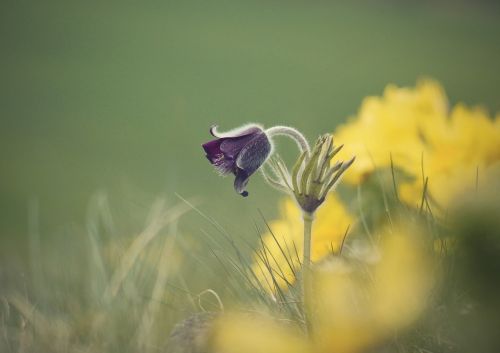 pulsatilla pratensis vernal spring