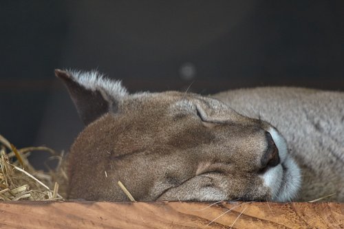 puma  sleep  mountain lion