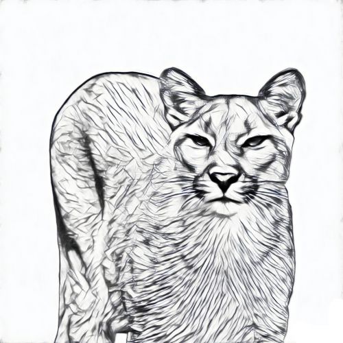 Puma Sketch