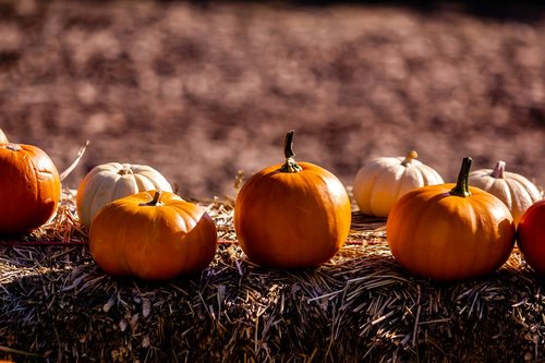 pumkin  autumn  sun