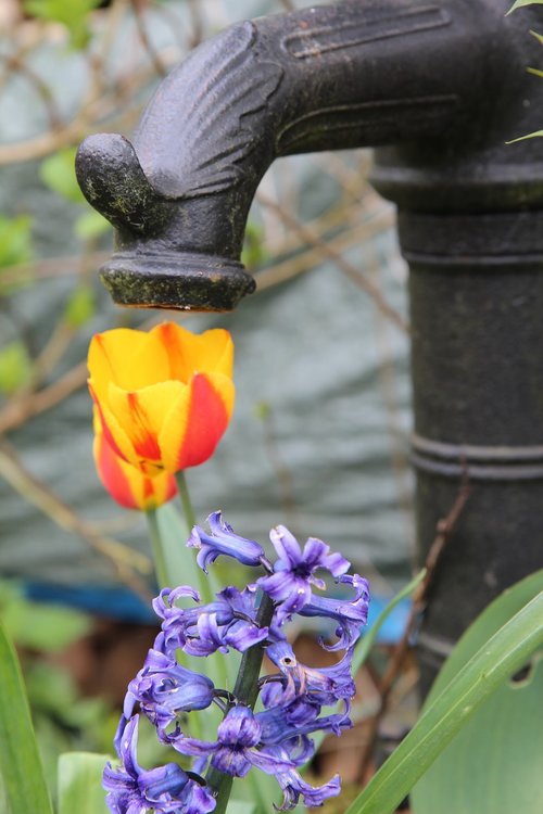 pump  tulip  pump water