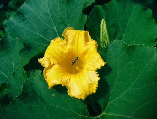 pumpkin flower bee