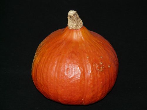 pumpkin cucurbita orange