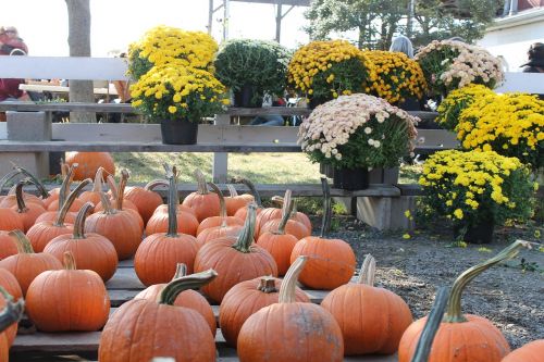 pumpkin flowers orange