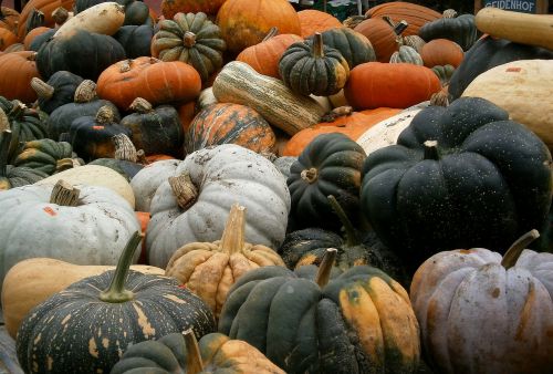 pumpkin autumn vegetables