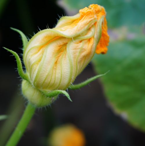 pumpkin blossom bloom