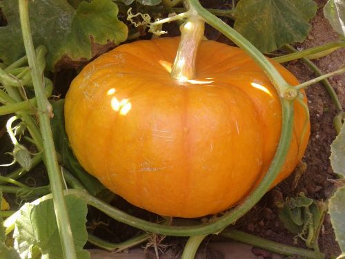 pumpkin autumn orchard