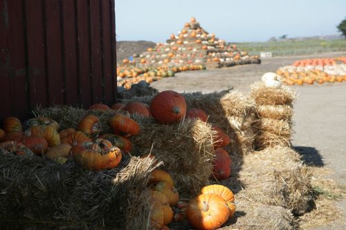 pumpkin harvest halloween