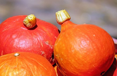 pumpkin hokkaidokürbis fruit