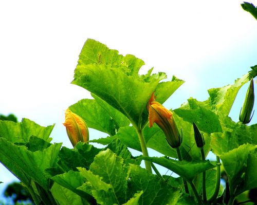 pumpkin flower buds yellow