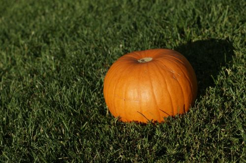 pumpkin halloween halloween pumpkin