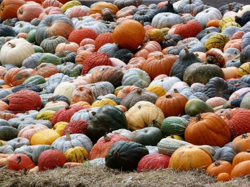 pumpkin autumn autumn colours