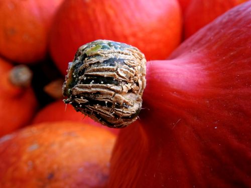 pumpkin gourd autumn