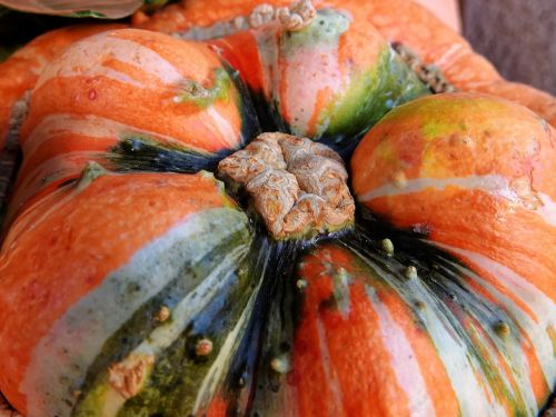 pumpkin gourd autumn