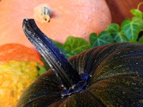 pumpkin gourd autumn