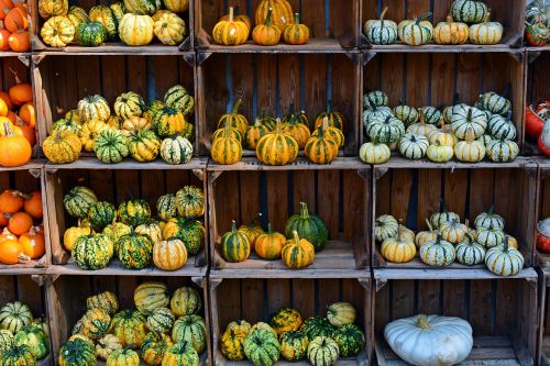 pumpkin harvest time sale