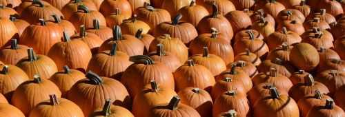 pumpkin autumn thanksgiving