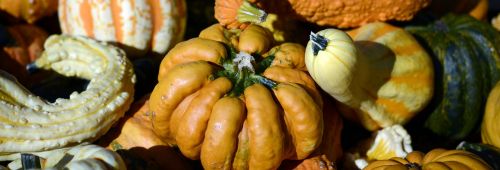 pumpkin gourd autumn