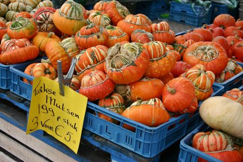 pumpkin pumpkins sale