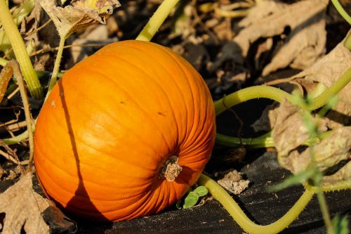 pumpkin vegetables orange