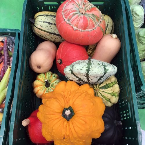 pumpkin autumn decorative squashes
