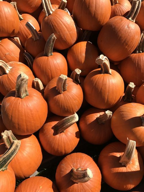 pumpkin fall squash
