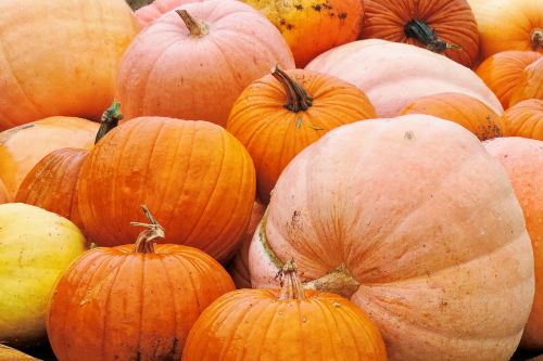 pumpkin pumpkin harvest vegetables