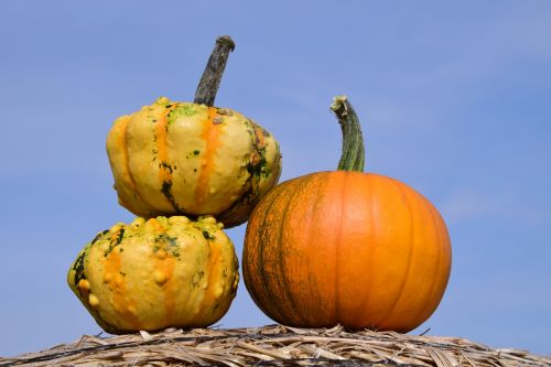 pumpkin sky autumn