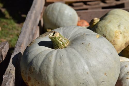 pumpkin autumn crop