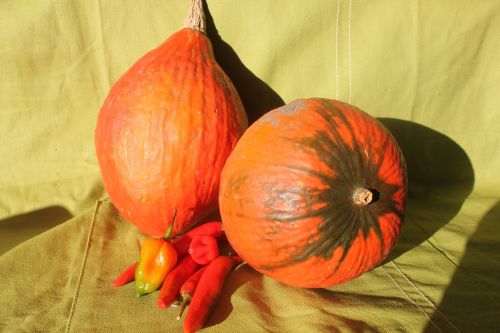 pumpkin hokaido autumn
