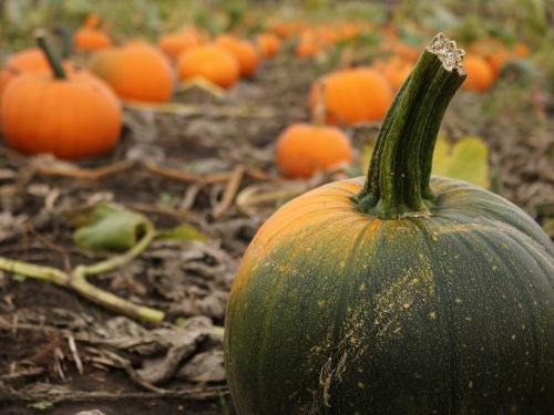 pumpkin farm fall