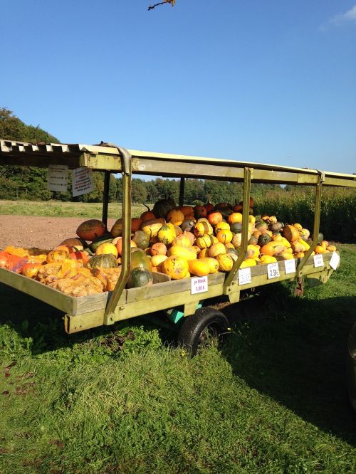 pumpkin sale outside