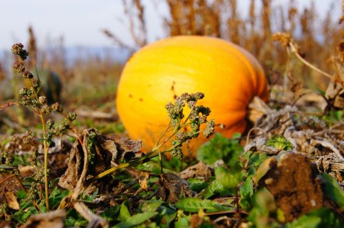 pumpkin autumn halloween