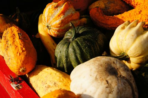 pumpkin autumn halloween