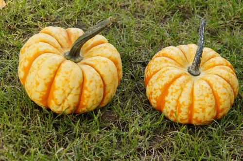 pumpkin gourd pumpkins