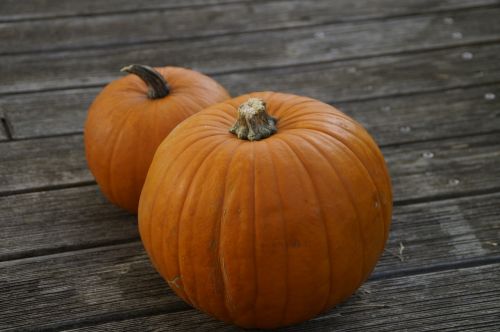 pumpkin pumpkins orange