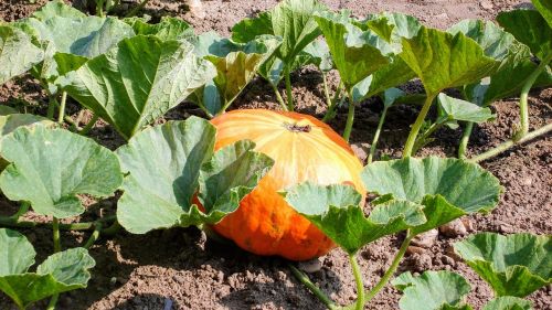 pumpkin garden fruit
